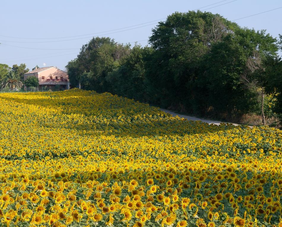 Fontebella Bed and Breakfast Montemarciano Eksteriør billede
